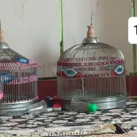 قفس نگهداری پرنده