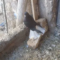 زیل دم سفید ماده ۱۵ پر دم