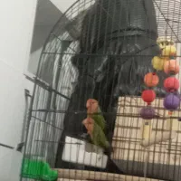 طوطی بریزیلی