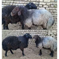 دامداری افشار گوسفند زنده کل نقاط مشهد