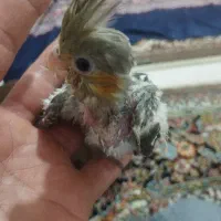 عروس هلندی جوجه قیمت توافقی