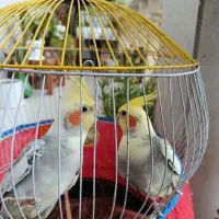 عروس هلندی