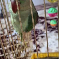 جوجه شاه طوطی نراسکندر چشم مشکی ۳ماهه