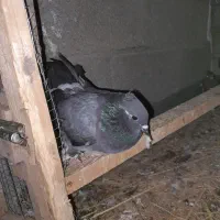 کبوتر دوم طاووسی پاپر کاکل دار  و کبوتر موشی