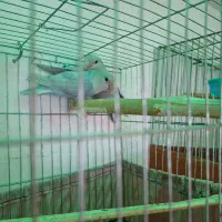 طوطی برزیلی یووینگ پاربلو نر و ماده|پرنده|اسلام‌شهر, شهرک واوان|دیوار