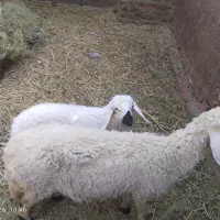 میش بره