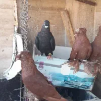 کبوترراعبی موشی