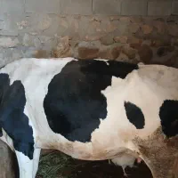 فروش گوساله نر و گاو هلشتاین