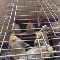 سهره3تا 4نیم و5تا عروس هلندی 3نیم|پرنده|شهریار, شهرک امیریه|دیوار