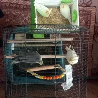 عروس هلندی مولد