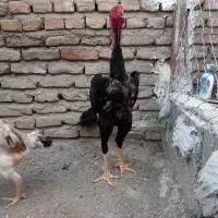 تخم اوشاموخالص|حیوانات مزرعه|قائمشهر, |دیوار