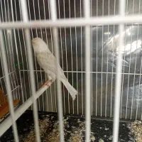 قناری ماده سیلور نقره ای اماده اماده|پرنده|تربت‌حیدریه, باغ سلطانی|دیوار