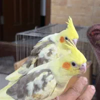 عروس هلندی یکماهه