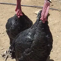 مرغ محلی، بوقلمون و غاز