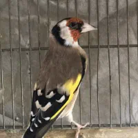 سهره سرسیاه(آگهی کامل خوانده شود)