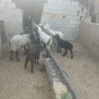 بره چاق سبک