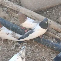 کبوتر کله دمسبز نر و ۱۲عدد جوجه