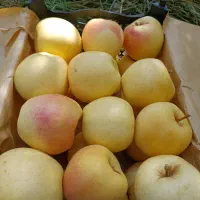 فروش سیب درجه یک لهدراز با بهترین کیفیت و قیمت