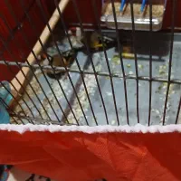 سهره باغی|پرنده|کوهدشت, |دیوار