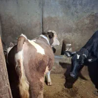 گاو گوساله