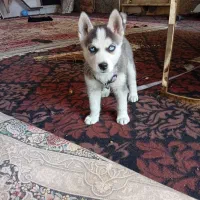 توله سگ هاسکی