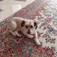 سگ شیتزو تریر