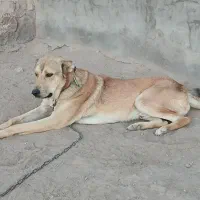 با توله سگ خوب اوز می کنم