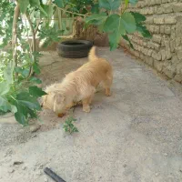 واگذاری سگ نژاد شیتزو