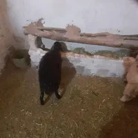 گوسفندماده مناسب برای قربانی