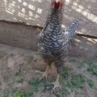 خروس امرک