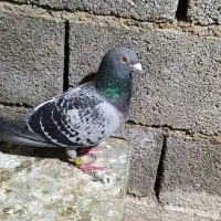 کبوتر نر|پرنده|آبپخش, |دیوار