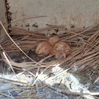 فروش تعدادی کبوتر|پرنده|هندیجان, |دیوار