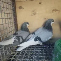 فروش کبوتر|پرنده|شیراز, گلشن|دیوار