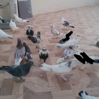کبوتر.کفتر|پرنده|قم, چهل درخت‎|دیوار