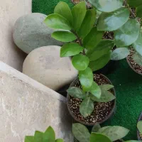 زاموفیلیا گل آپارتمانی|گل و گیاه طبیعی|شهریار, شهرک شاهد|دیوار