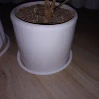 گلدان|گل و گیاه طبیعی|سبزوار, فقیه سبزواری|دیوار