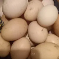 فروش تخم مرغ محلی کاملا ارگانیک