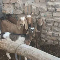 فروش چهار کهره  جنس دار