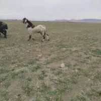 بزغاله نر نژاد دار|حیوانات مزرعه|ملایر, |دیوار