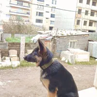 سگ گمشده|حیوانات|رشت, دیلمان|دیوار