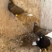 دم سفید|پرنده|اقبالیه, |دیوار