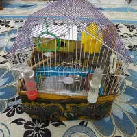 فنچ سالم نر