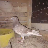 جوانه سیخریچ یا همون بور مگس