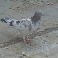 کبوتر گم شده