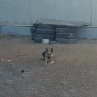 سگ ژرمن شپرد یک ساله|سگ|اردبیل, |دیوار