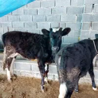 گوساله دورگ جنگلی|حیوانات مزرعه|مرزیکلا, |دیوار