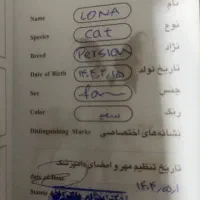 گربه پرشین|گربه|سراوان, |دیوار