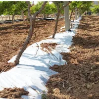 محفظه پلاستیکی کشاورزی و درختی (مالچ)|خدمات باغبانی و درختکاری|مه ولات, |دیوار