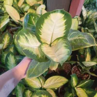 گل دیفن کاملیا فقط و فقط ۱۰۰تومن