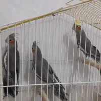 عروس هلندی ۲ماهه سالم